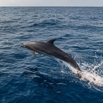 Kizimkazi Dolphin Tour
