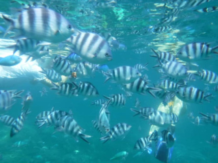 Half day snorkeling at Pungume island